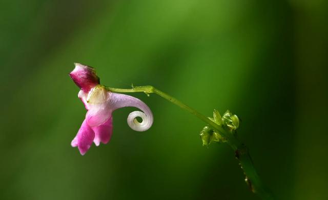 鳳仙花 如同仙花朵 很漂亮 Pdfmaterialsdownload