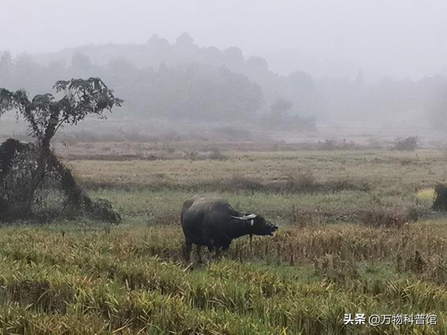 贵州一头老牛去世，500多人为其送葬，主人给它立碑，什么原因？
