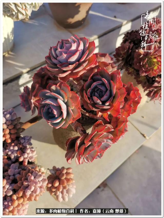 玉蝶铜芯电线价格表4平方,玉蝶铜芯线今日价格