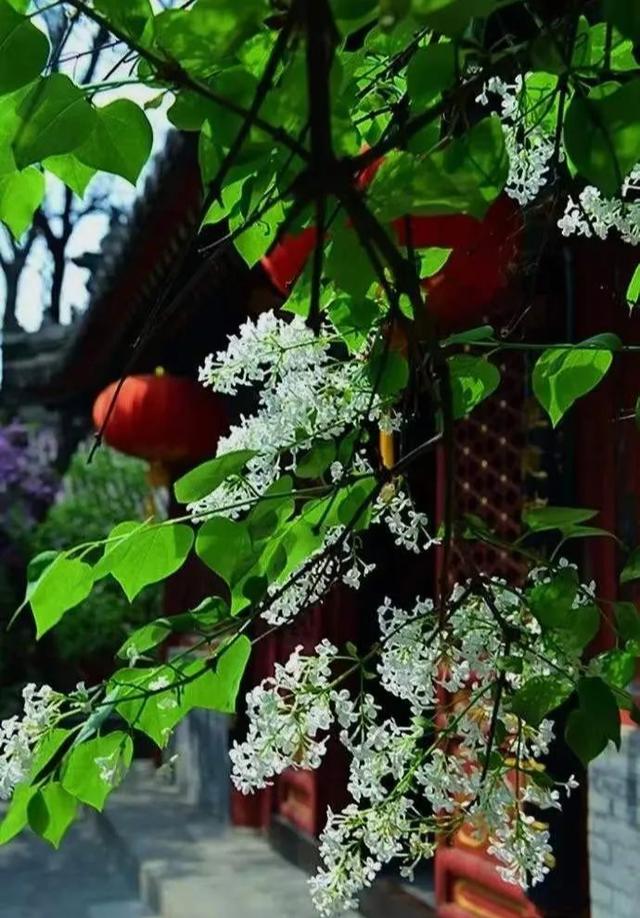 散文：丁香花，千千结