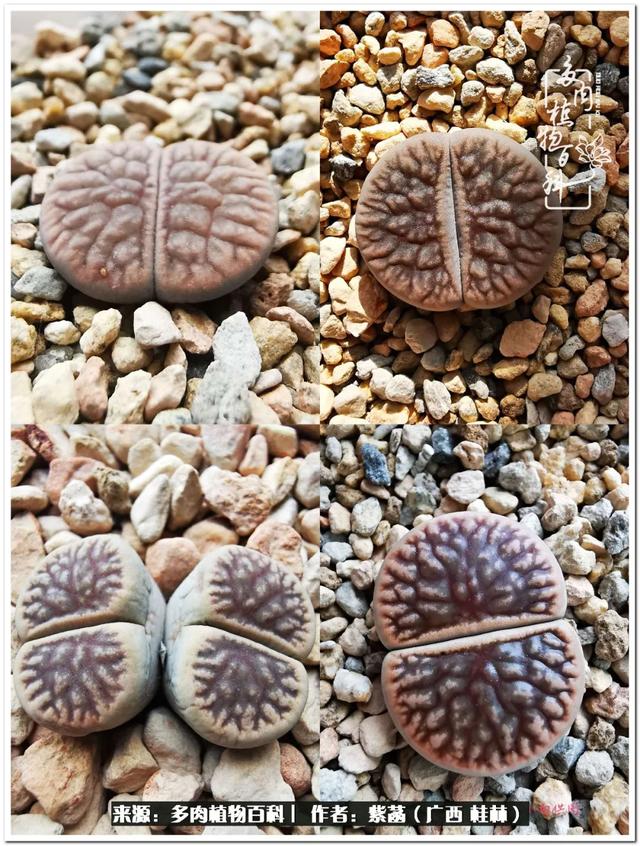 郑州新型泥土洗砂机