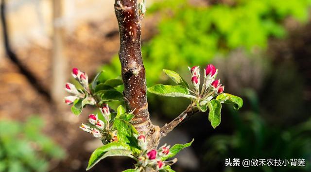 苹果花蕾露红一定要打药，如何选药、配药、打药保证安全和效果？5