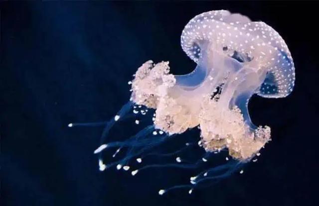 违背生命规律的生物有哪些？你知道跳出三界外的“太岁”吗？