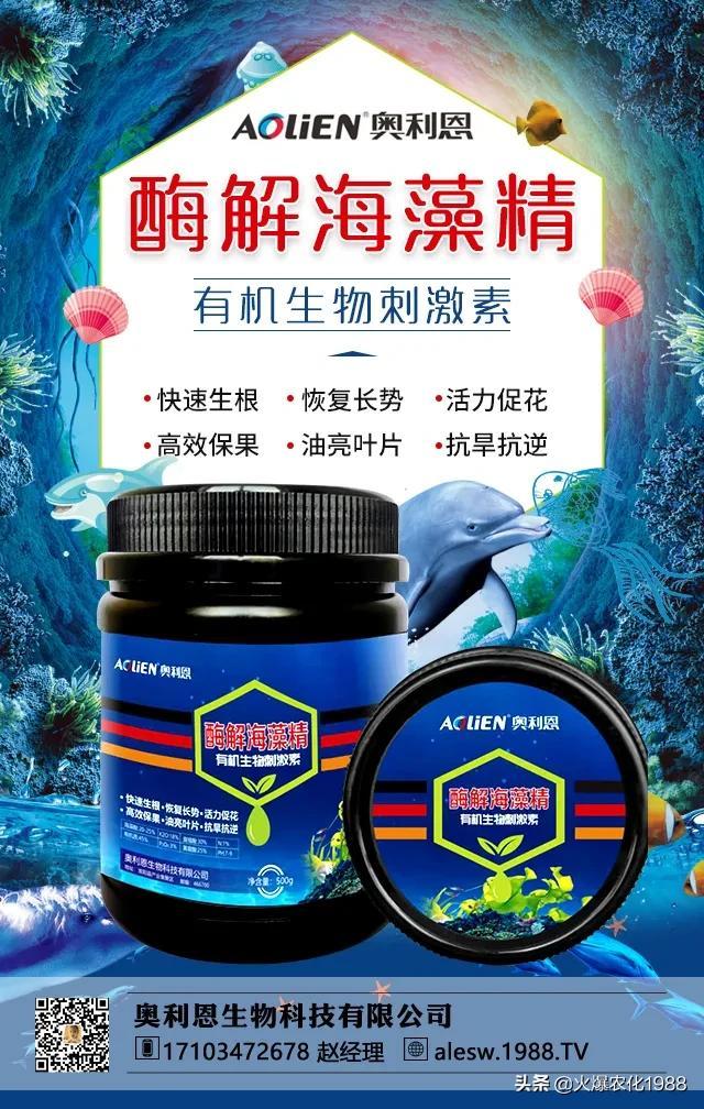 “炸翻”特肥圈！酶解海藻精，一肥多效，果蔬通用！增产效果惊人2