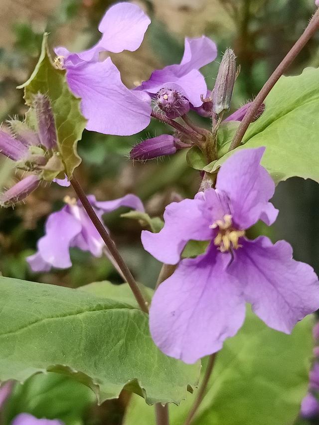 春天的花有哪些（春天的花有哪些花开）