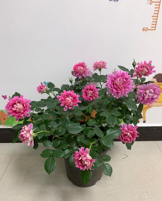 2,好看的月季花葉片,月季花新品種夢幻褶邊