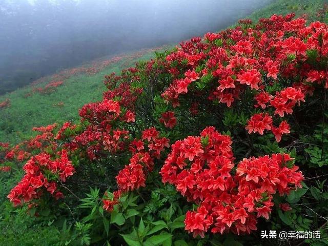 映山红开了，太漂亮了