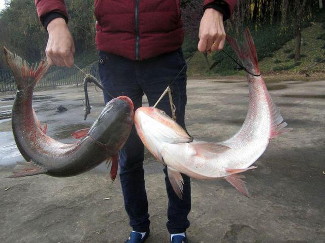 冬天钓鱼钓深水还是浅水鲢鳙(钓鱼天气冷钓深还是钓浅)
