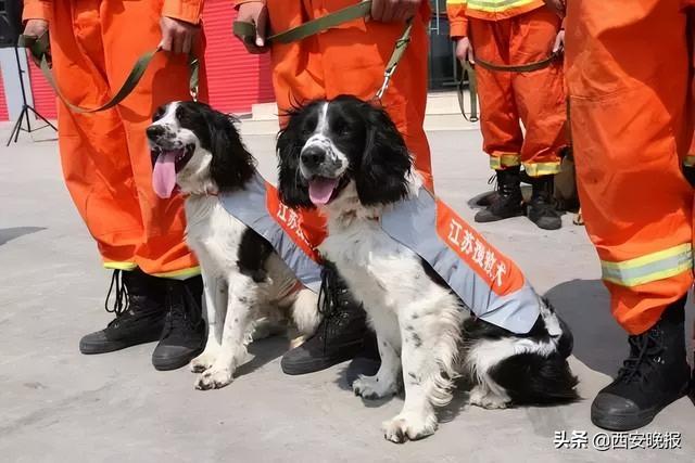 再见小英雄！67只汶川地震搜救犬已全部离世
