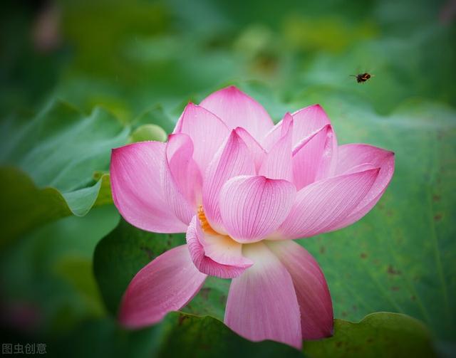 分享图片，百花盛开，五彩缤纷，太美了！令人心情无比愉悦
