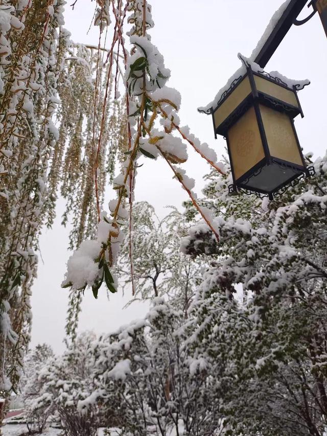 春末的青海，柳绿花红，雪花飘扬