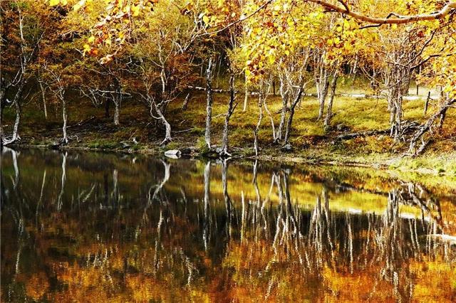 吉林 长白山 遍地倒木 原始森林里的 鲸落万物生 Zh中文网