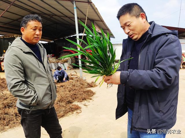 农业农村部强调的家庭农场，有哪些机遇与挑战，农民如何申请？