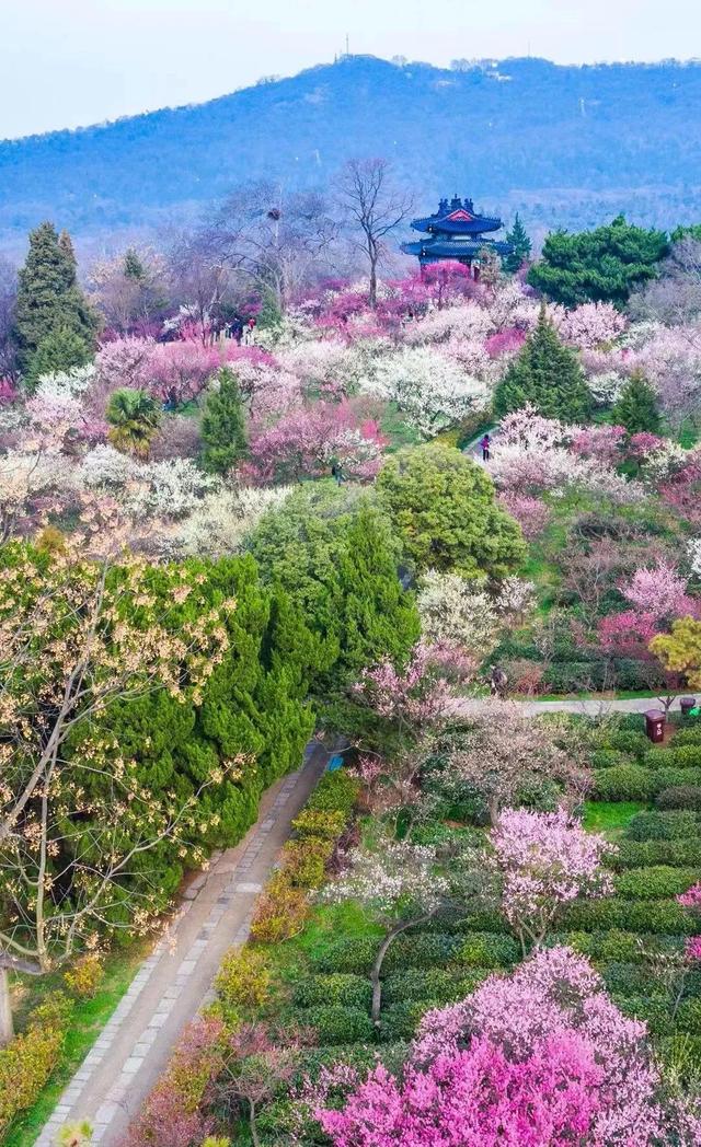 誰說春天才有花看？這份中國冬日賞花指南請查收