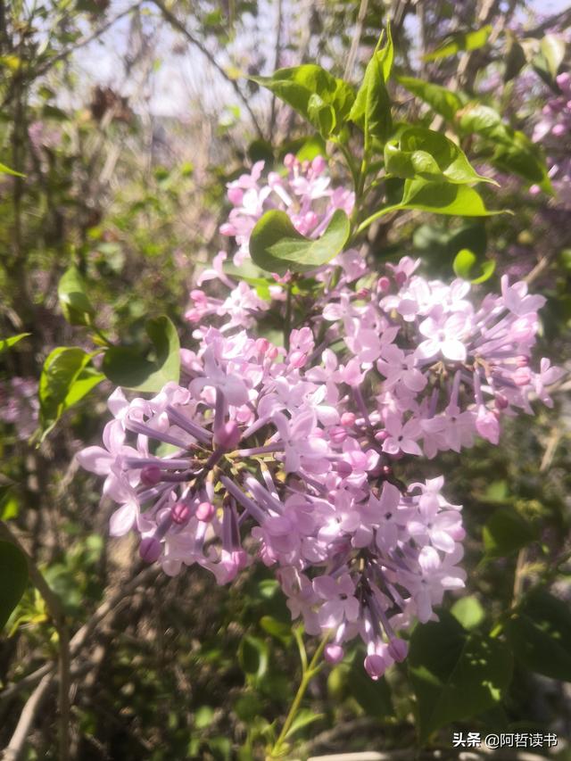千千结里，暮春意徜徉，紫气更芬芳，丁香粉黛满城香
