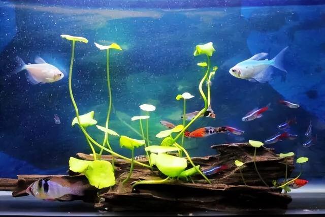 教你在鱼缸中种铜钱草(铜钱草半土半水用什么土养最好)