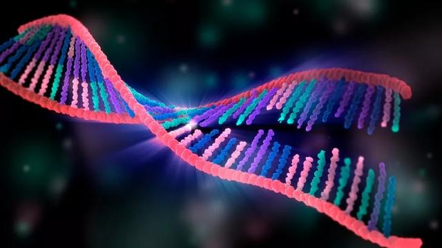 突变限制可能部分决定跨物种的寿命