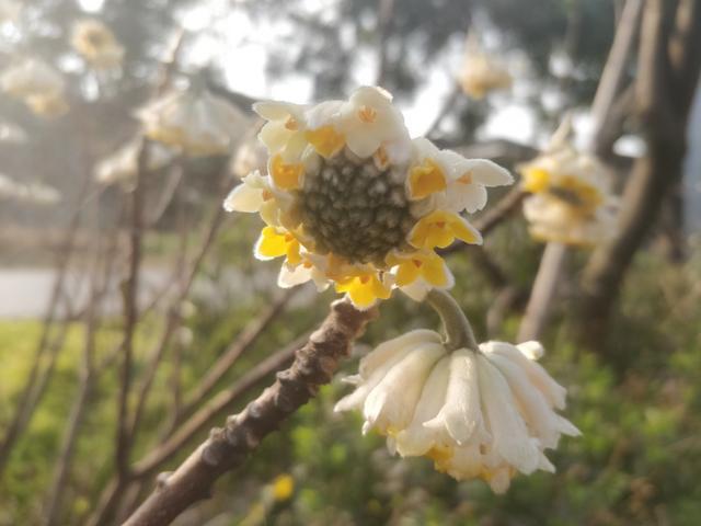 结香 结香（结香花的寓意和风水） 生活