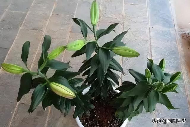 香水百合图片