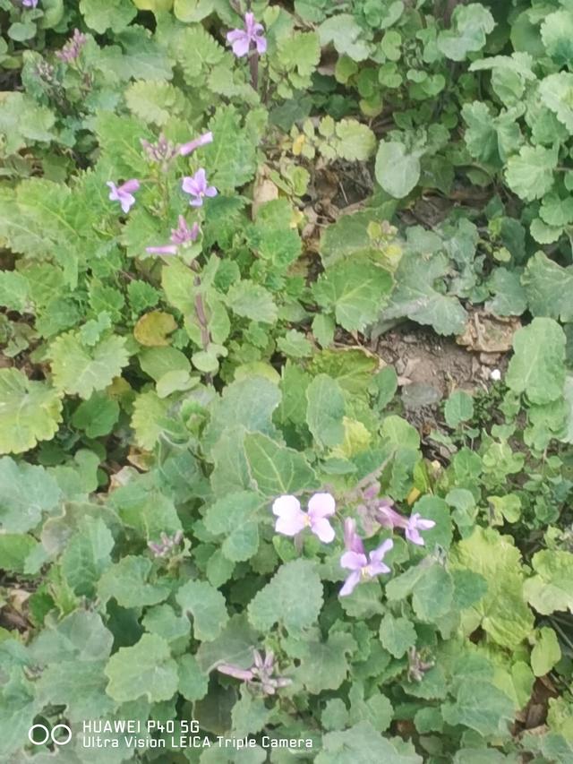 花红、柳绿