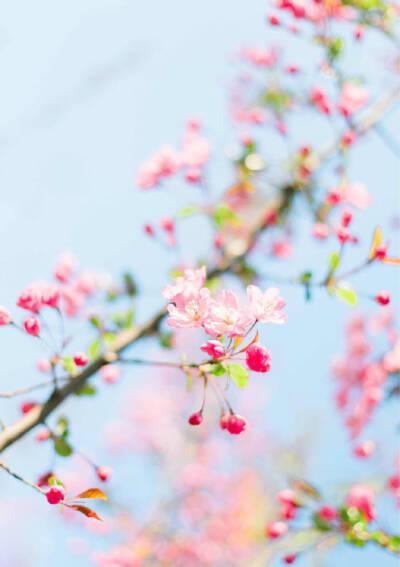 散文：在花开花落间，感悟人生的悲欢离合