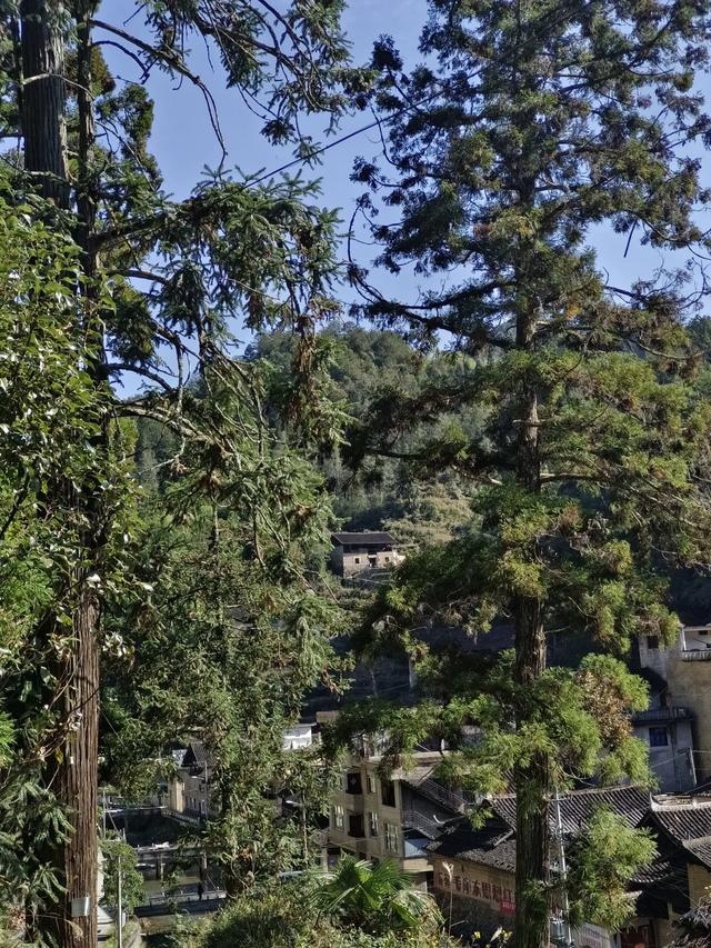 慶元村落｜壩頭村 · 千年古村藏深閨 靜候貴客探新顔
