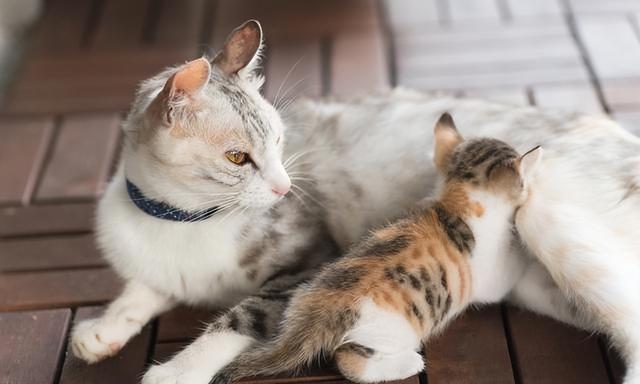 猫咪把单个幼崽叼过来是什么意思（猫咪把幼崽叼给你）(4)