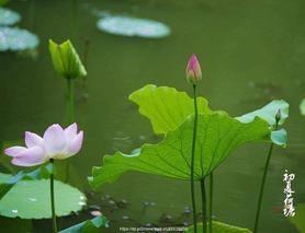 《致敬夏天》