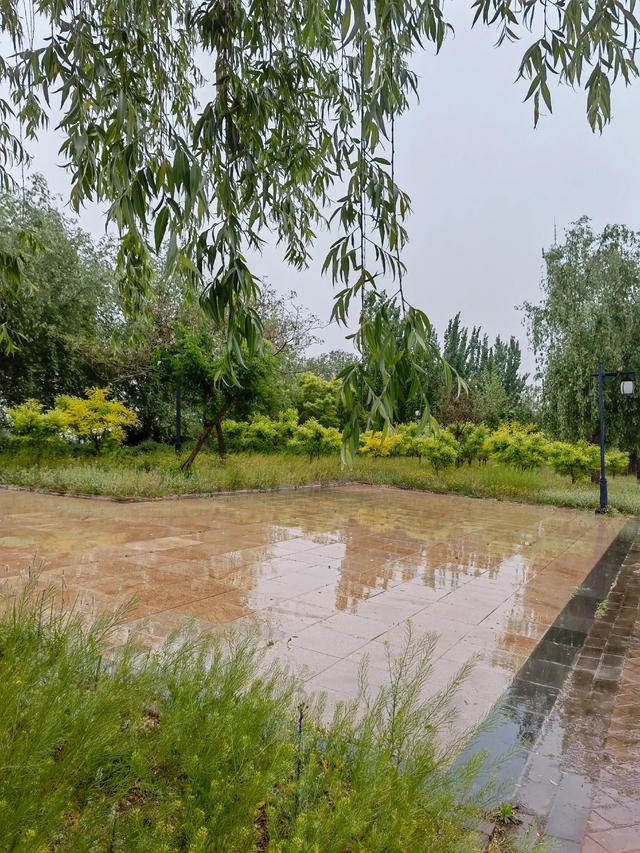 散文：雨送春归去