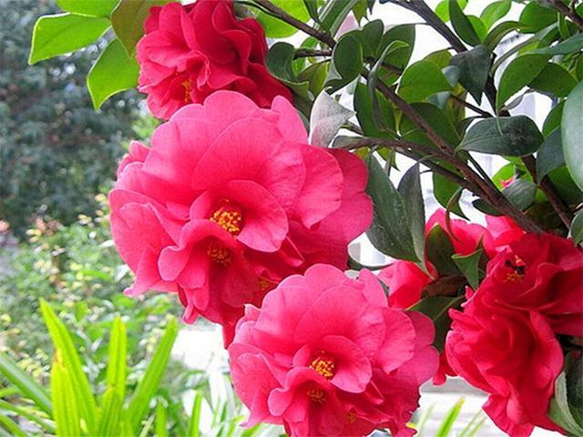 海芋花