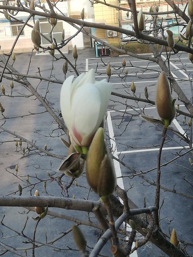 长得最快的植物是