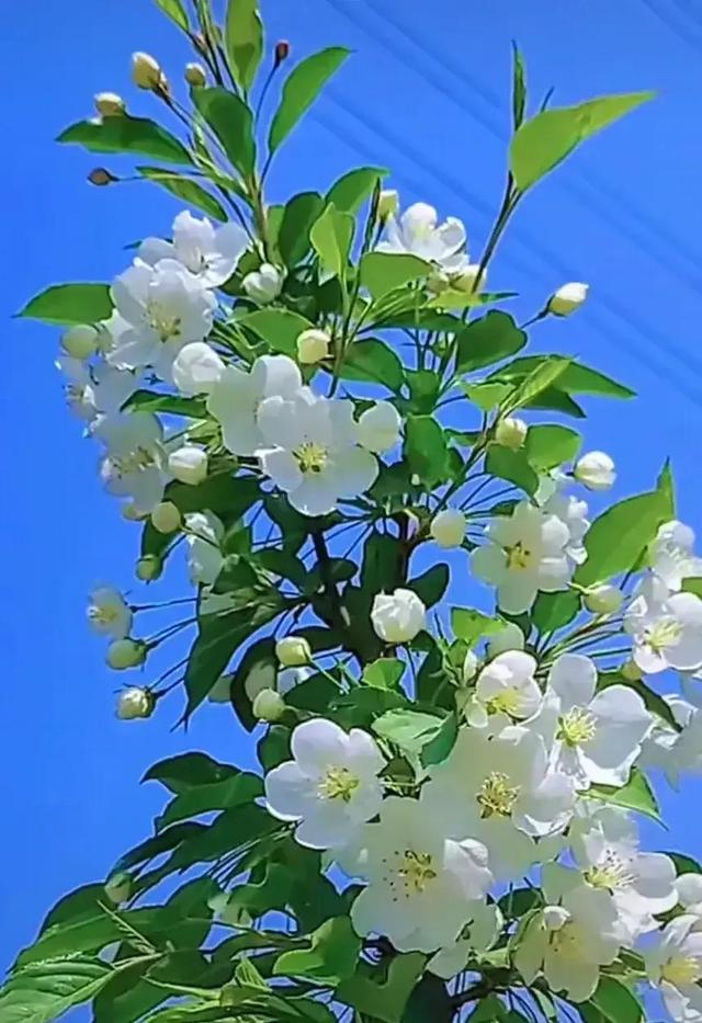 给我鼓掌掌，智慧精灵撒花了
