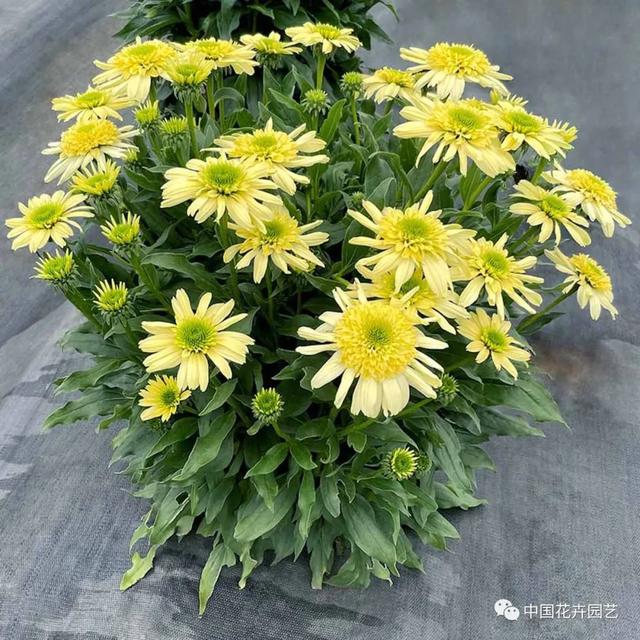 新年伊始各大育种公司新品迭出 | 每周国际花讯