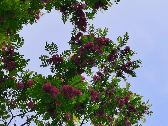 红色的槐花