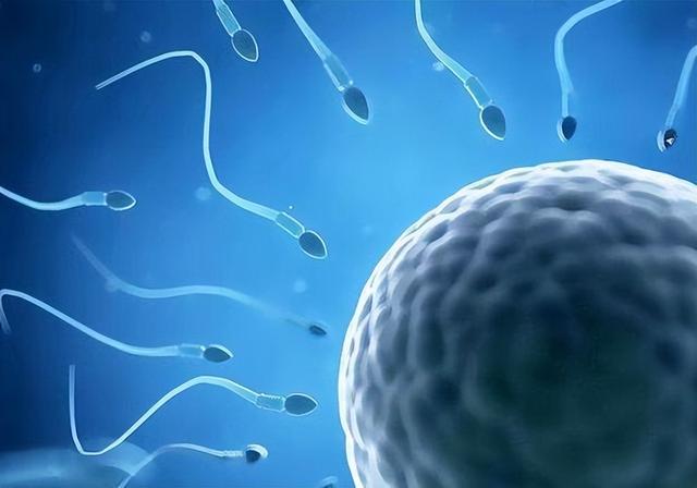 《跑得最快的精子，才能和卵子结合？没成功“受精”的精子都去哪了》