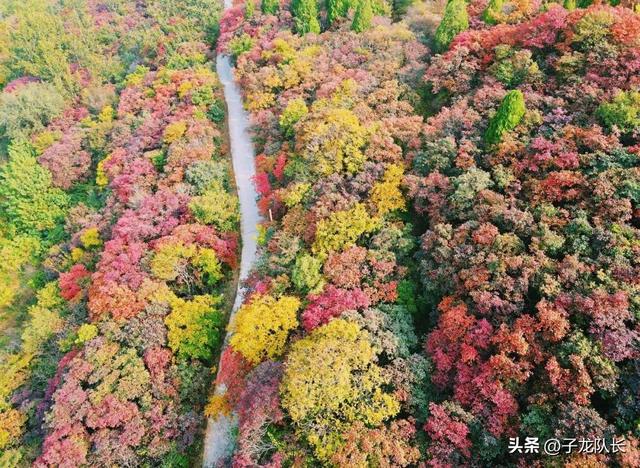 济南红叶谷自驾游免费（济南赏红叶跑山）(1)
