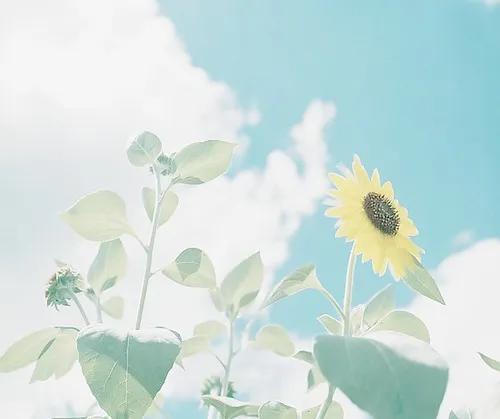 马克斯·厄尔曼《Desiderata》| 生命所渴求