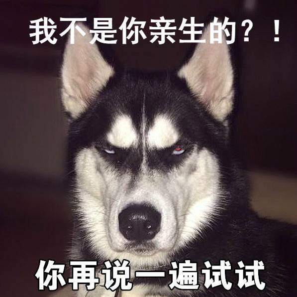 哈多利系博美犬