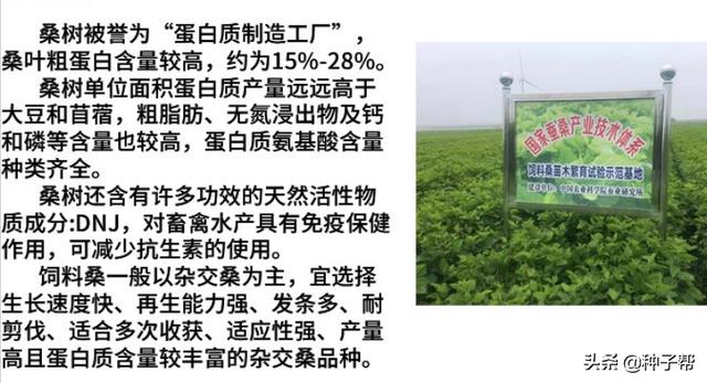 吉林桑葚破碎机