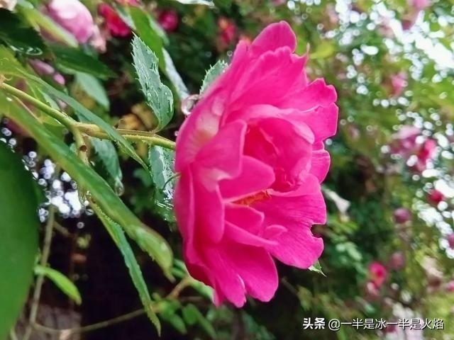 蔷薇花语