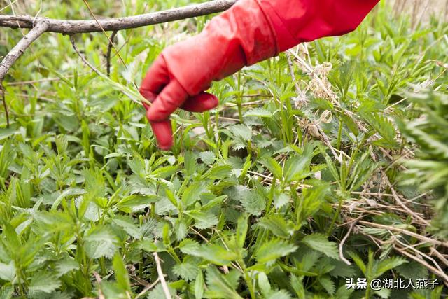 野菜有哪些