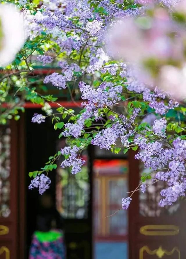 散文：丁香花，千千结