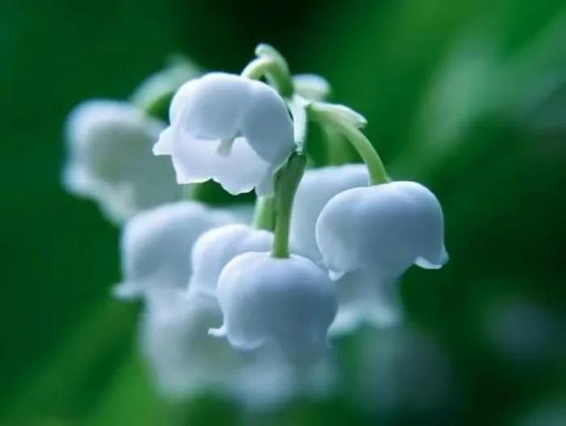 铃兰花的花语