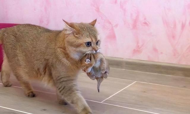 猫咪把单个幼崽叼过来是什么意思(猫咪把幼崽叼给你)(1)