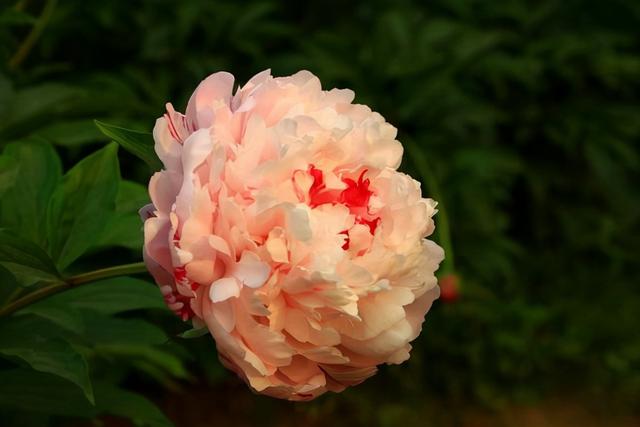 芍藥花什麼品種最名貴排名(十大陰氣最重的花)