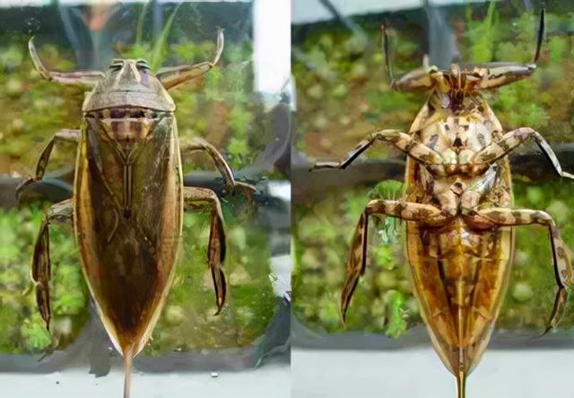 螳螂vs田鳖图片