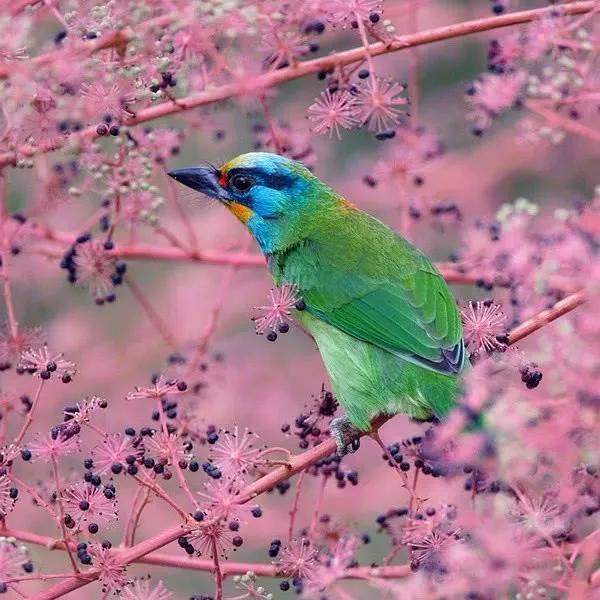 鲜花争艳，美景如画，令人心旷神怡