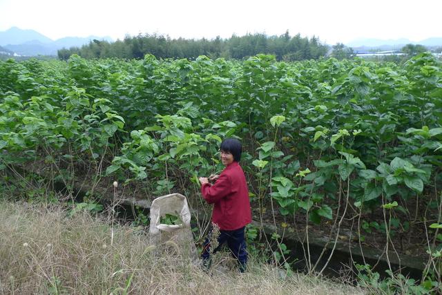 雨水节种树忙，农村有“杏桃不为邻，柿桑不结果”的说法，为啥？9