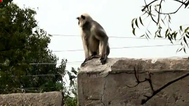 为什么印度不能惹猴子（印度猴子和狗之间究竟有何矛盾）(3)