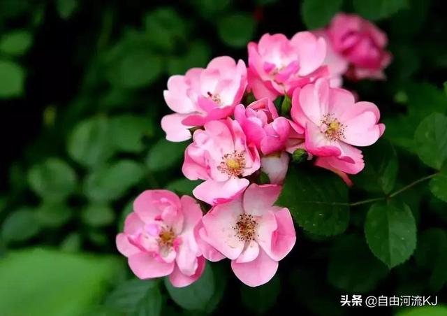 鲜花盛开，姹紫嫣红，争奇斗艳，美不胜收